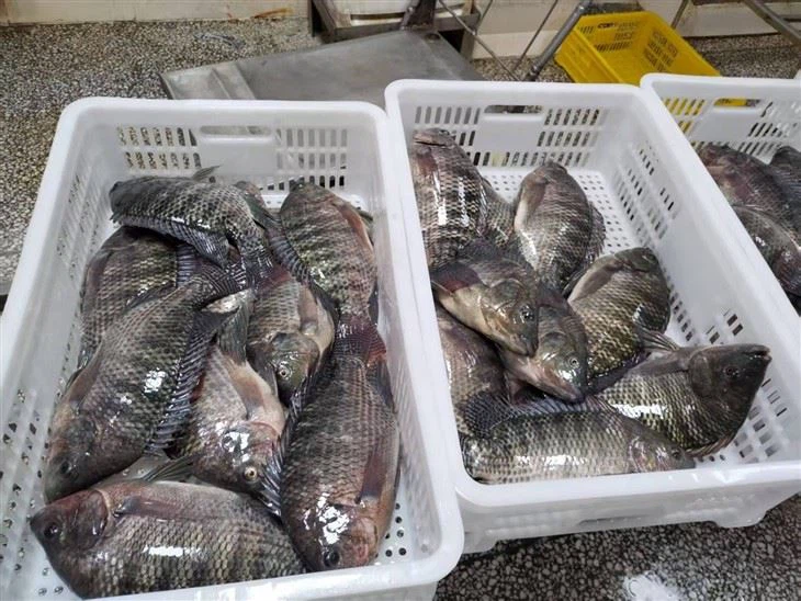 Frozen Bluetilapia Fish price