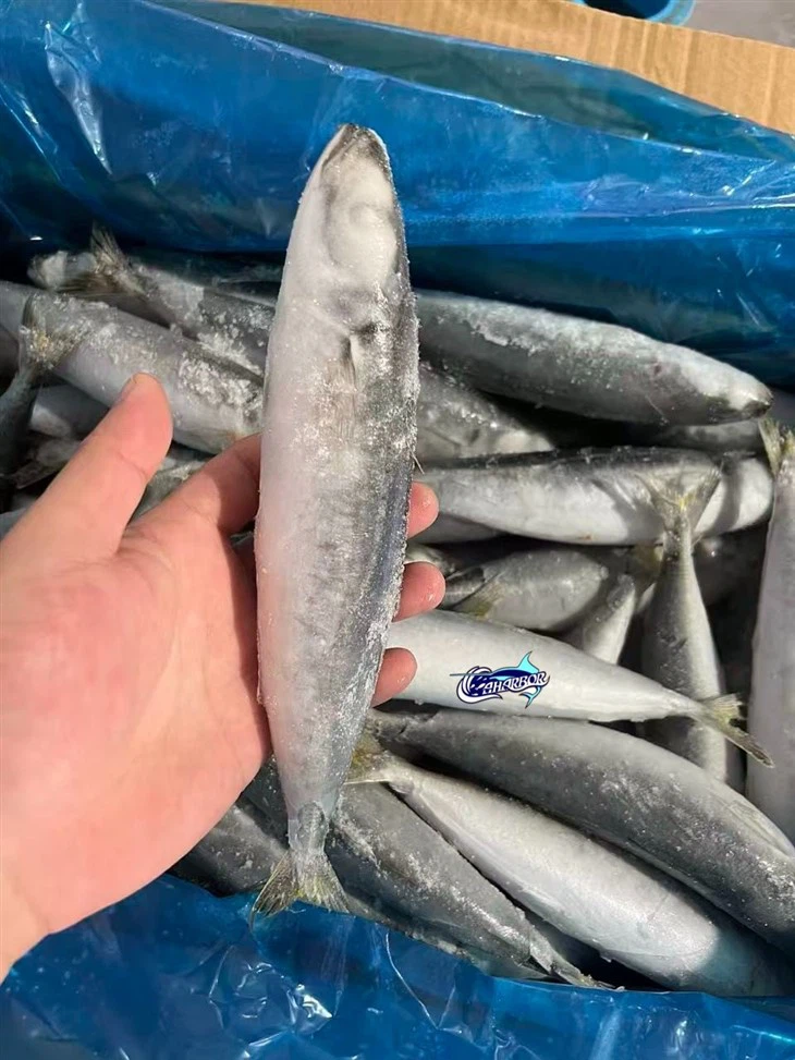 Frozen Decapterus Scad best