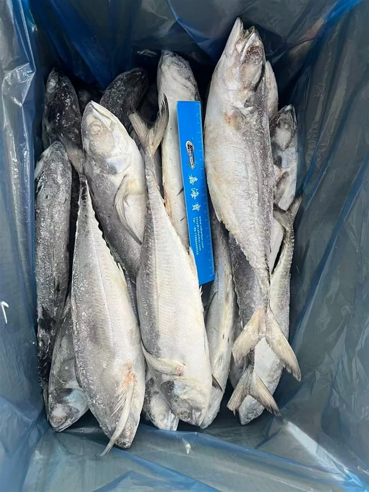 Frozen Finny Scad Fish best