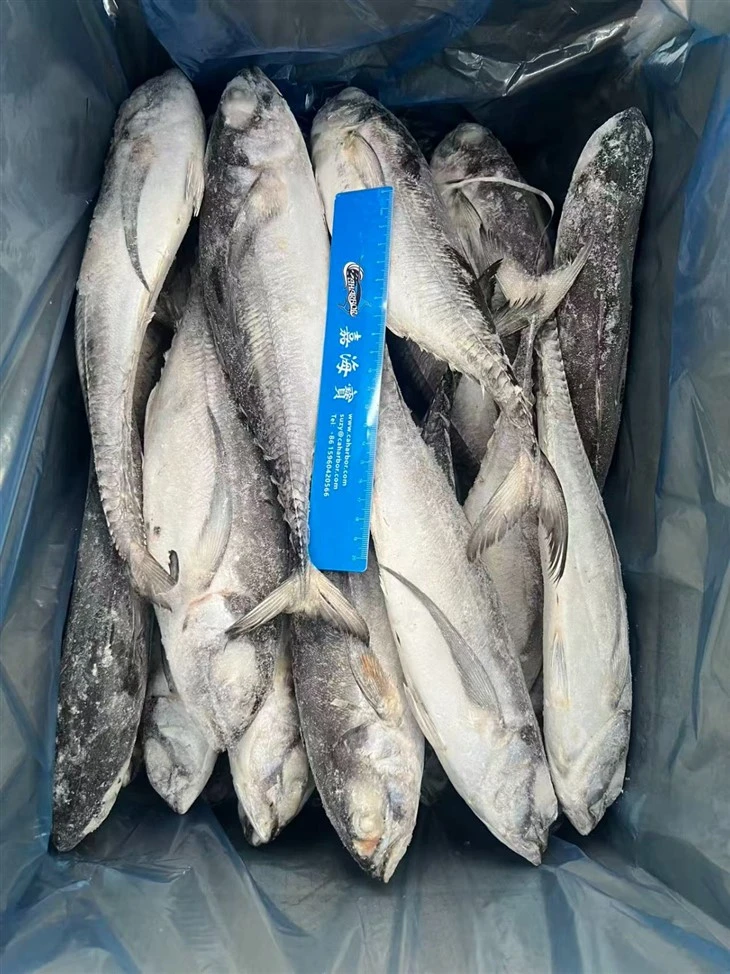 Frozen Finny Scad Fish high quality