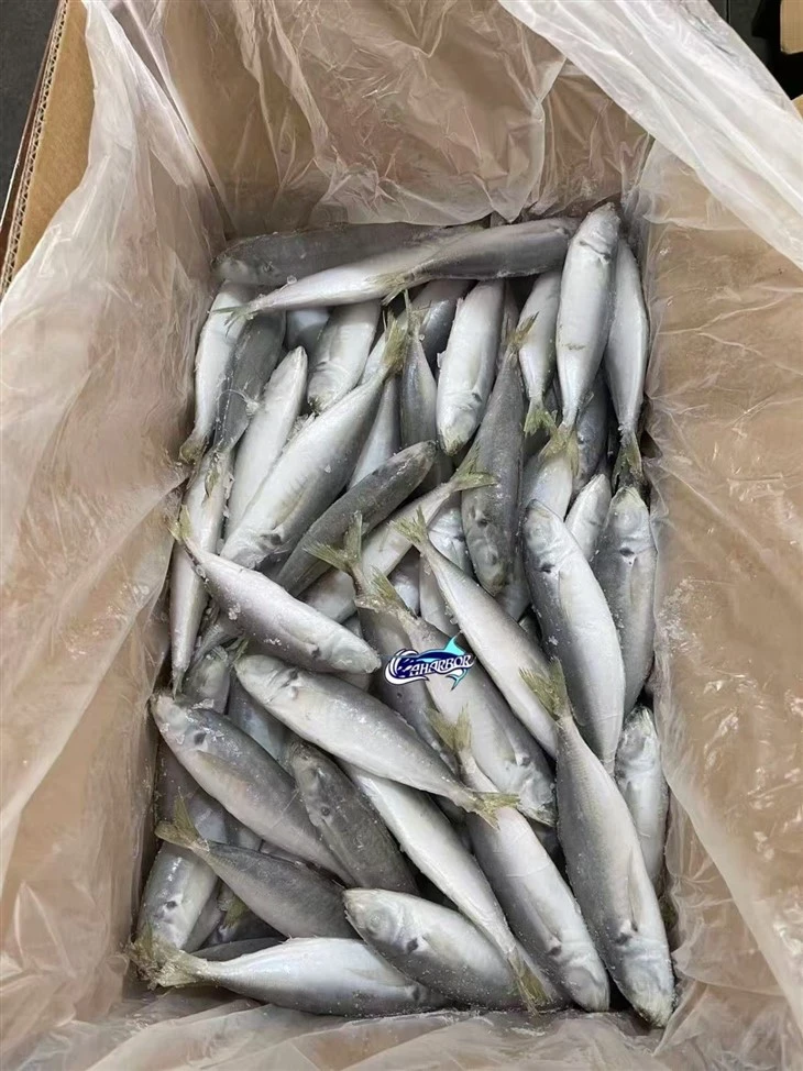 Frozen Decapterus Fish best