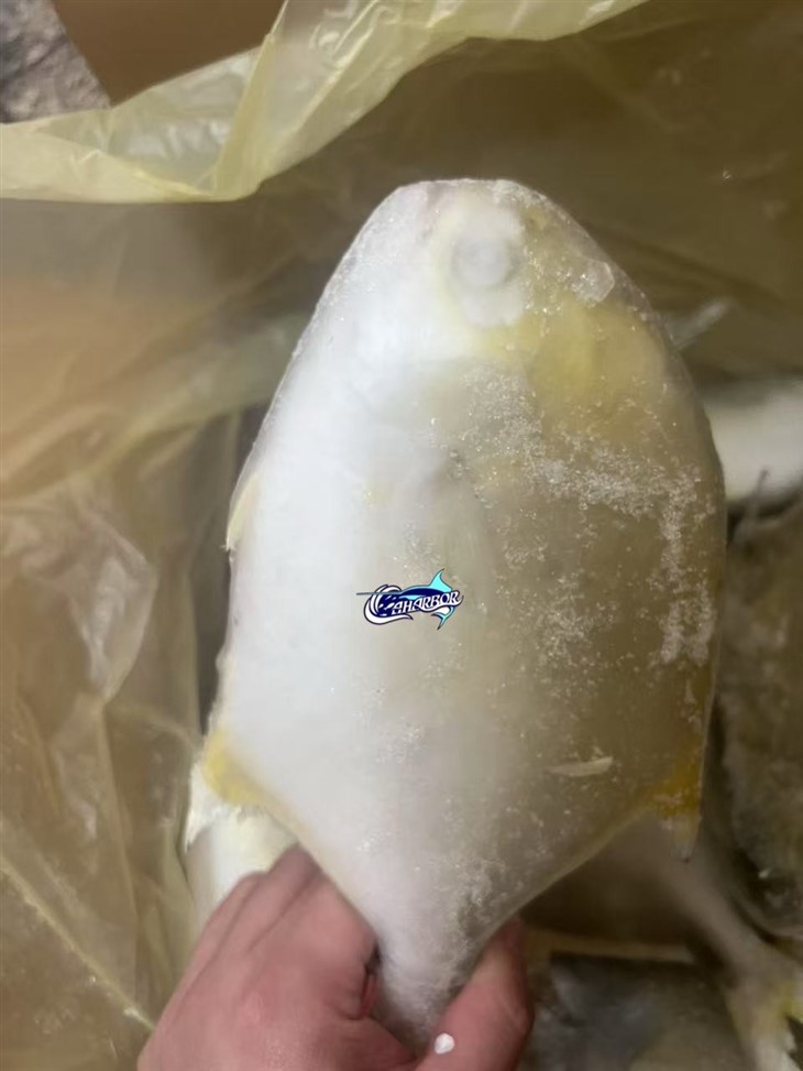 Frozen Golden Derbio suppliers
