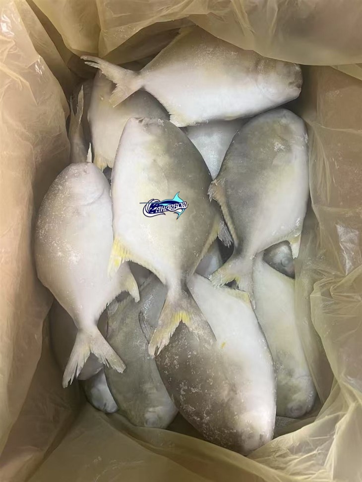 Frozen Golden Derbio factory