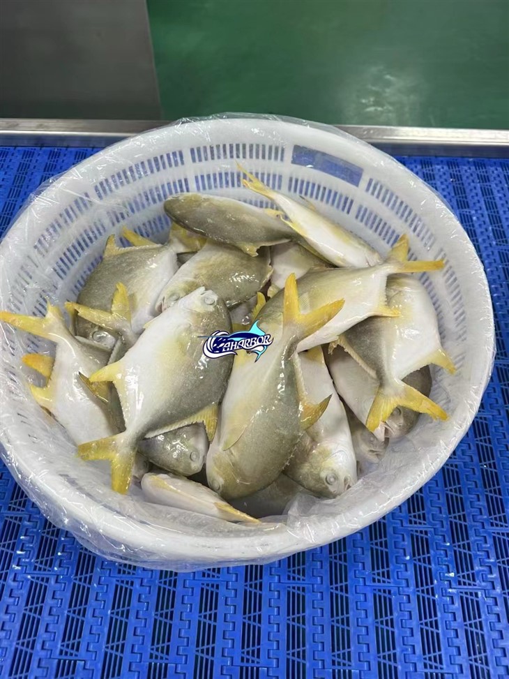 Frozen Golden Derbio high quality
