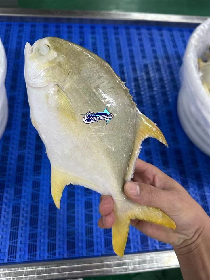 Frozen Golden Derbio best