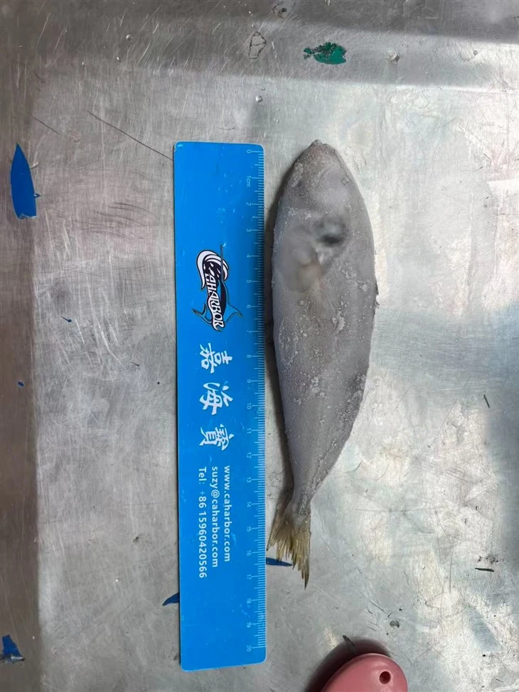 Frozen Horse Mackerel Fish high quality