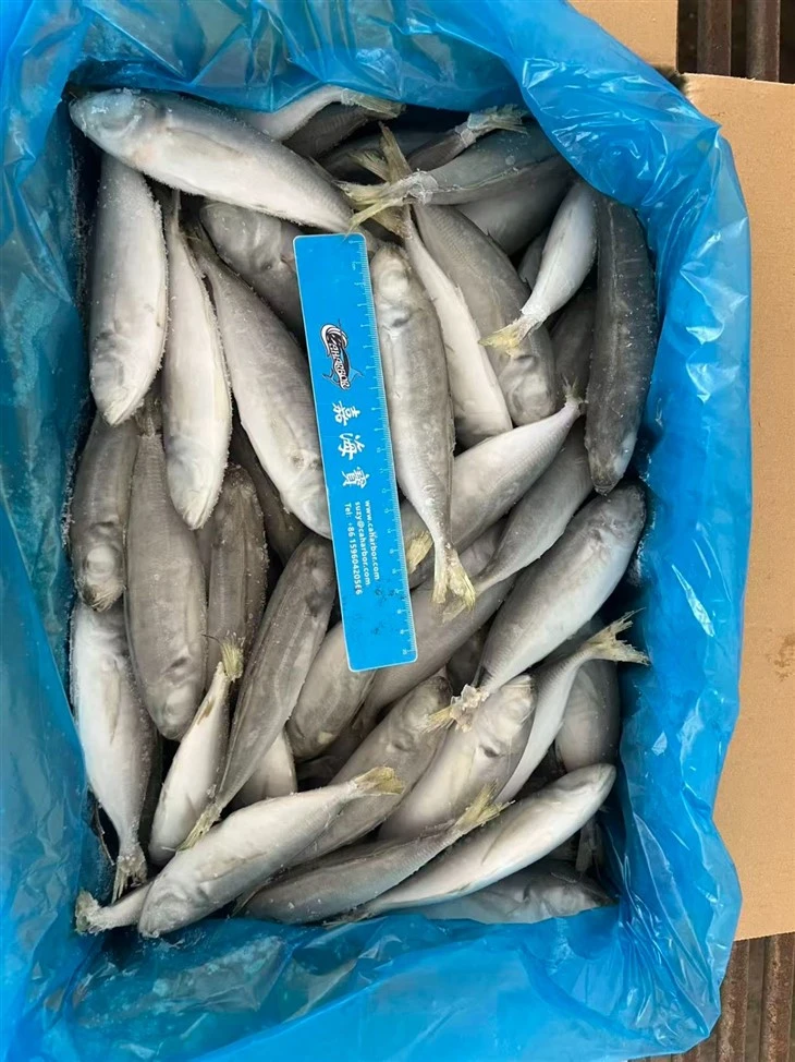 Frozen Horse Mackerel Fish suppliers