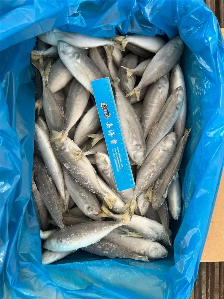 Frozen Horse Mackerel Fish factory