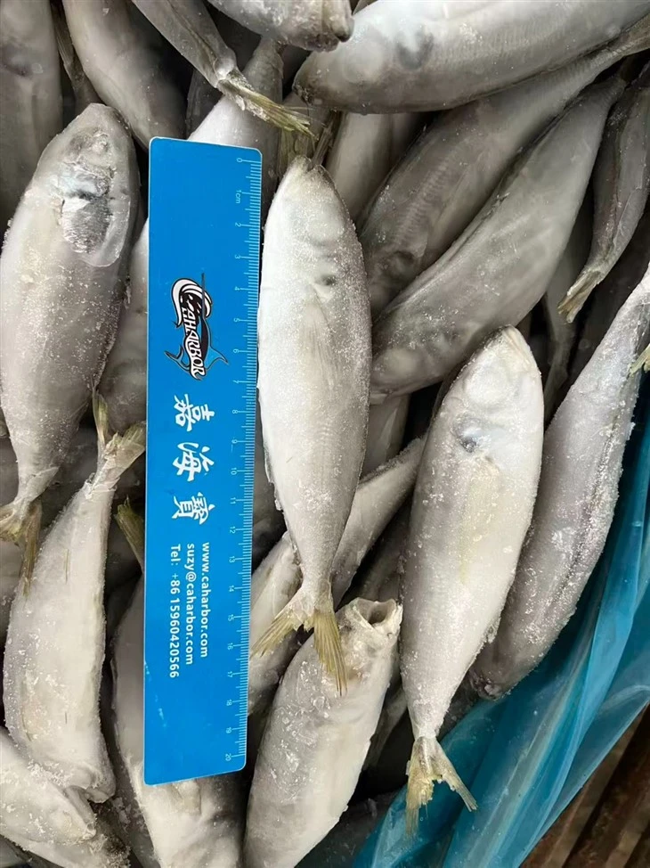 Frozen Horse Mackerel Fish best
