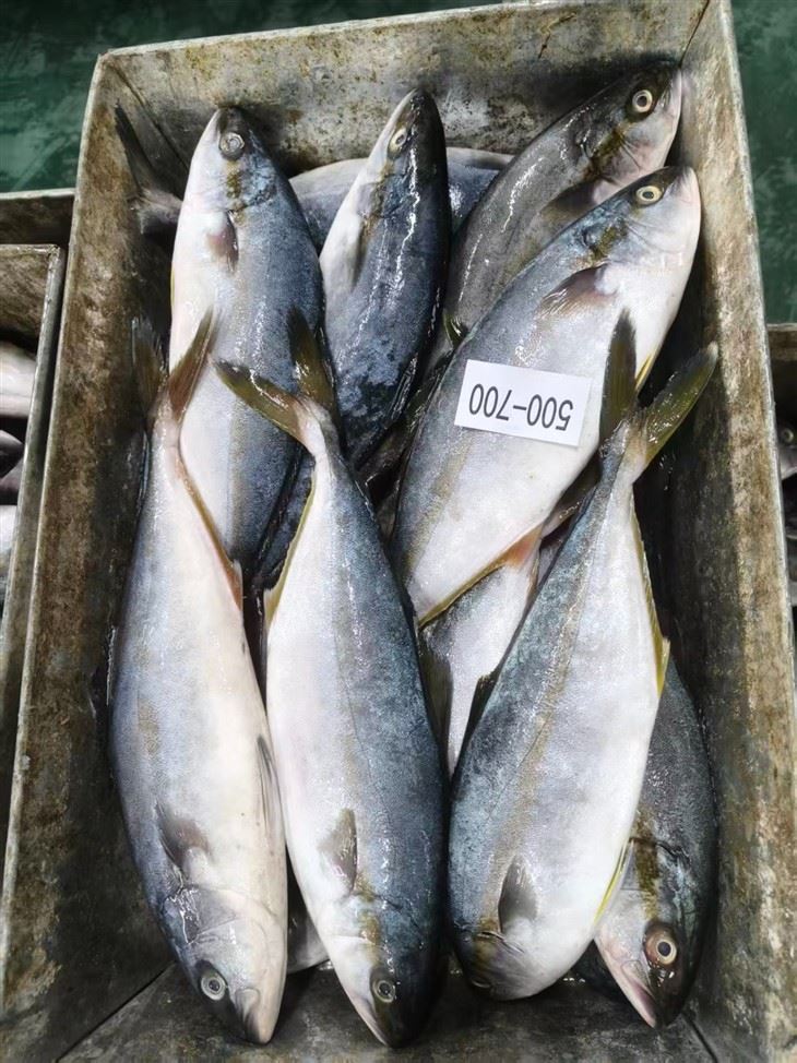 Frozen Japanese Amberjack Fish suppliers
