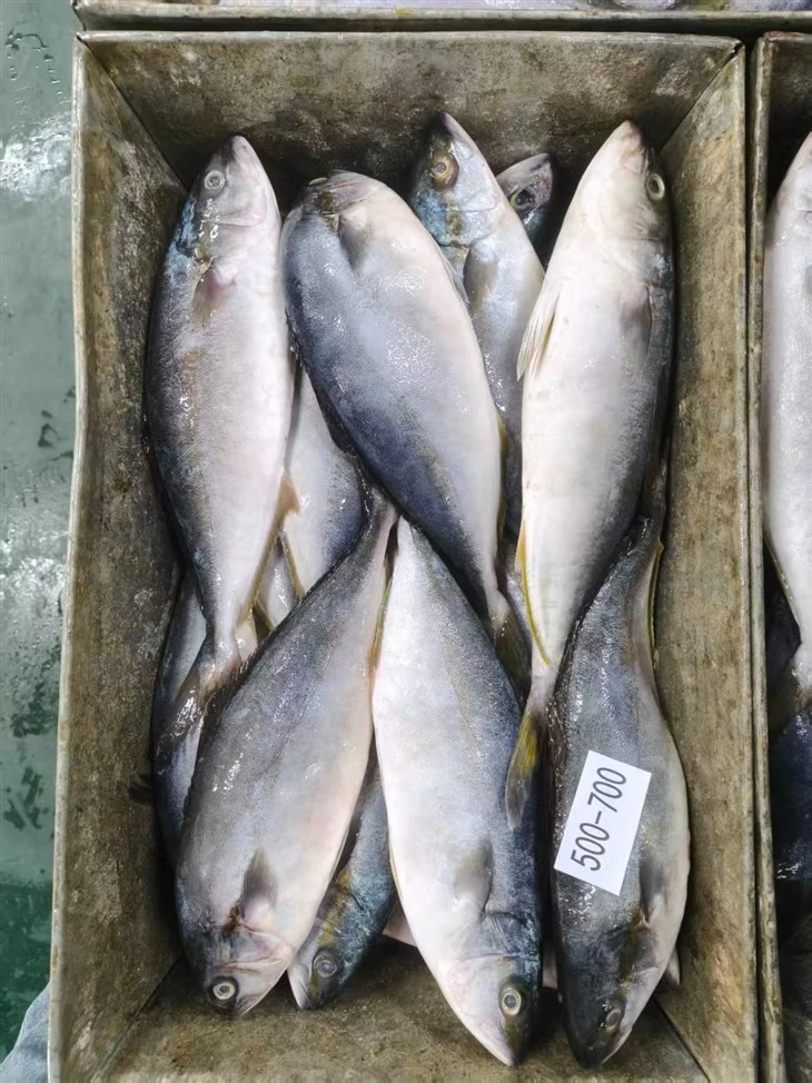 Frozen Japanese Amberjack Fish factory