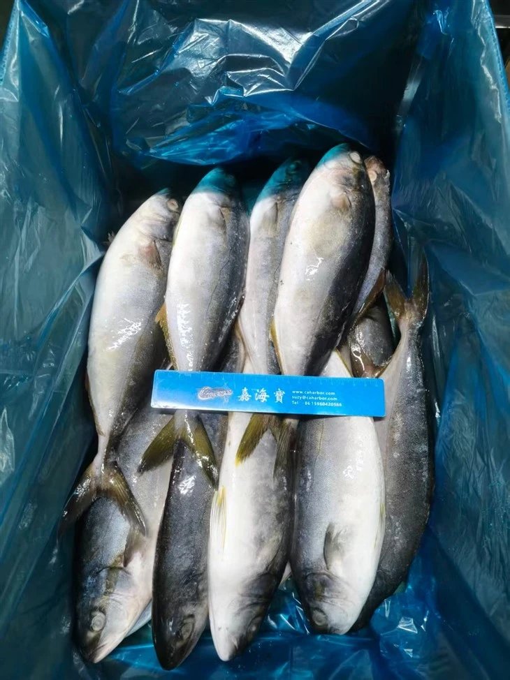 Frozen Japanese Amberjack Fish best
