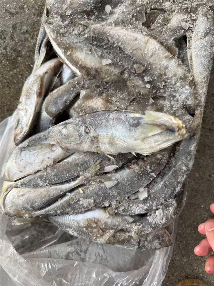 Frozen Pacific Jack Mackerel high quality