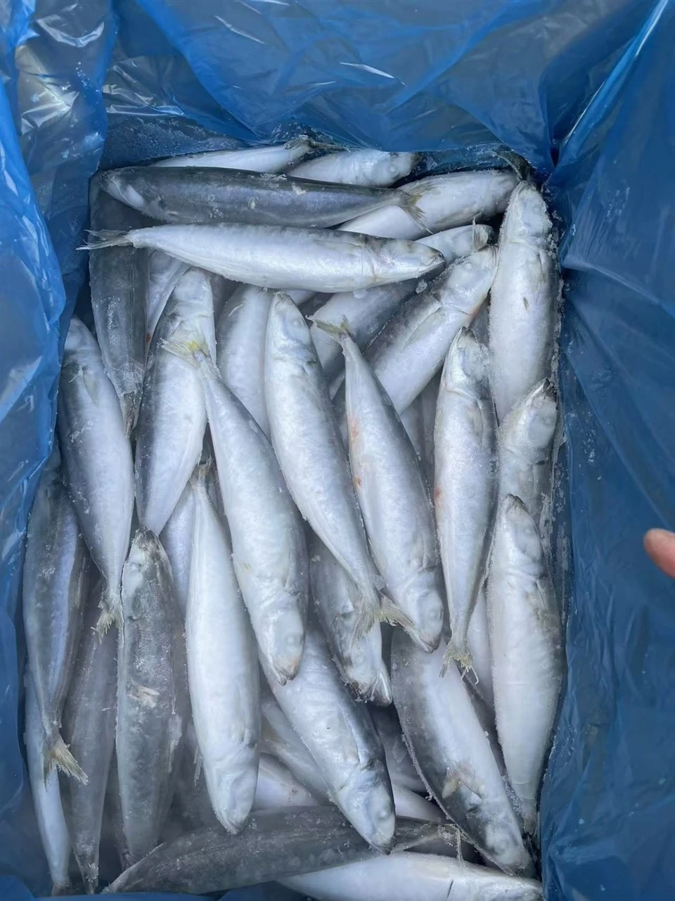 Frozen Layang Scad WR