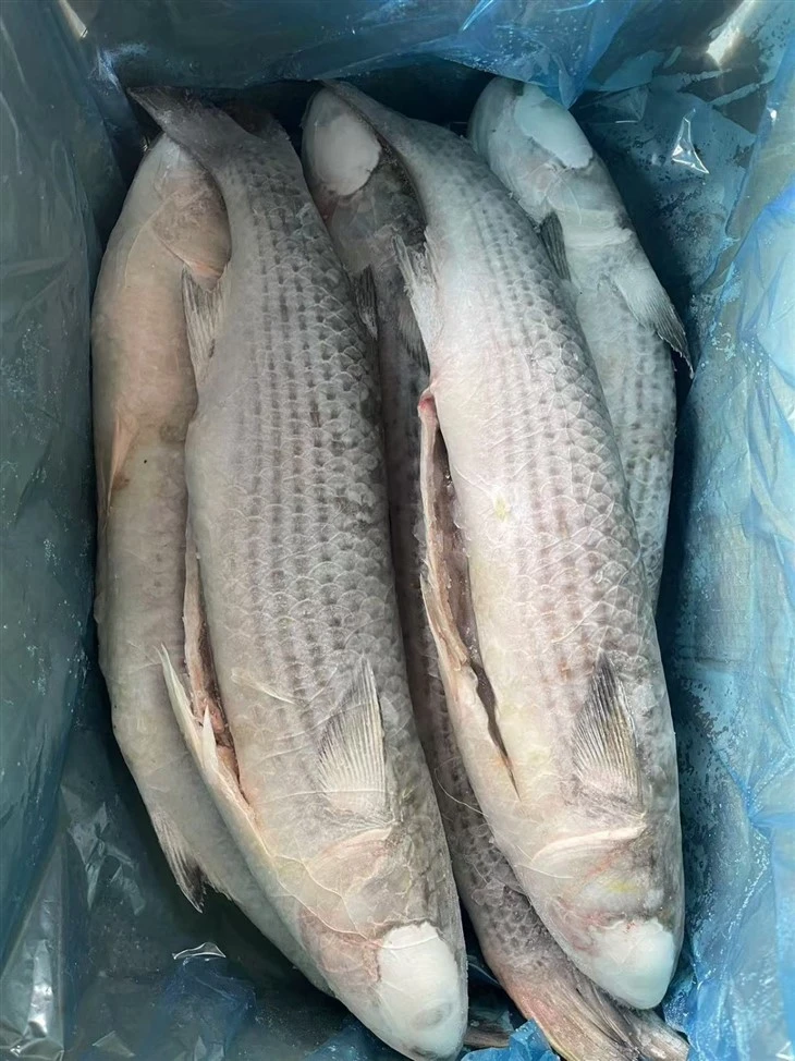 Frozen Mugil Cephalus