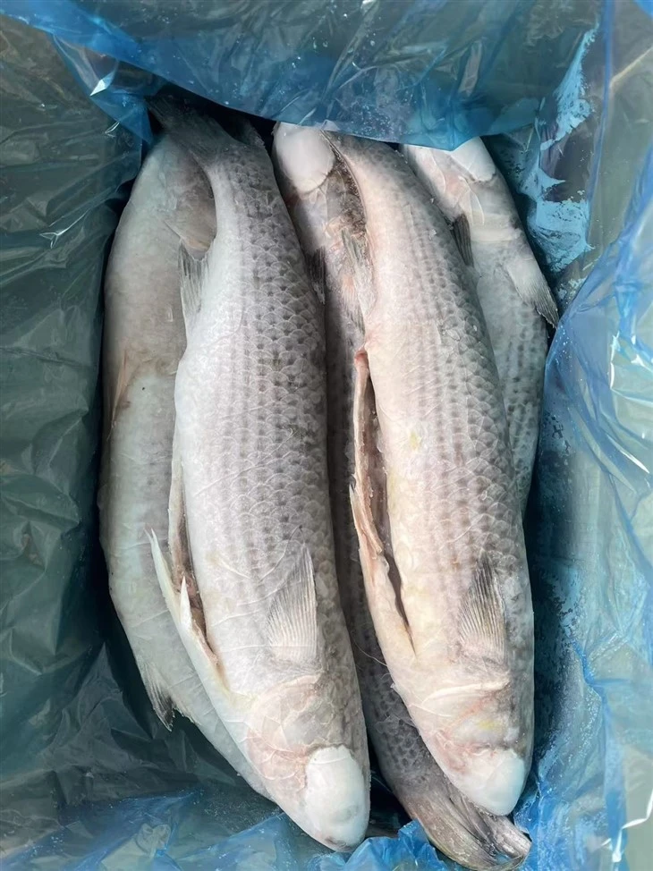 Frozen Mugil Cephalus
