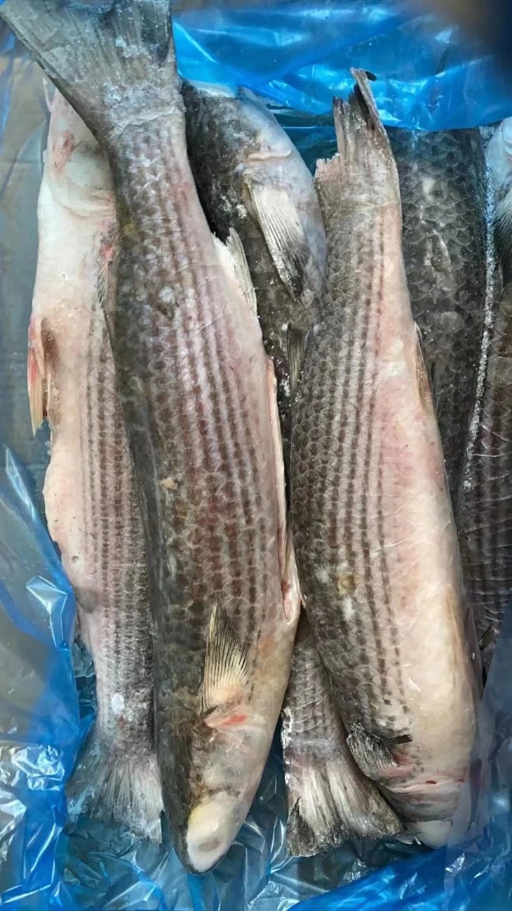 Frozen Mugil Cephalus