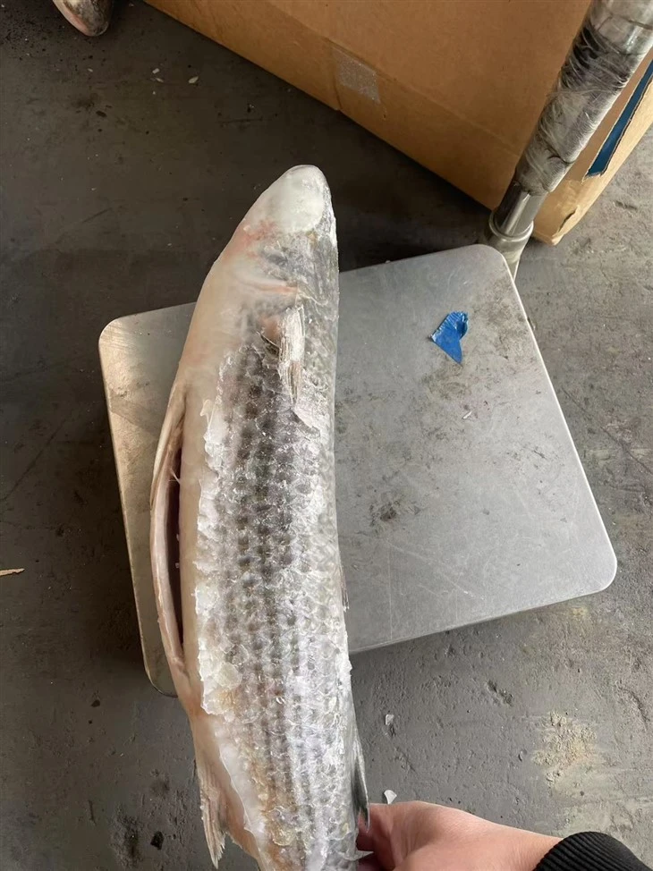 Frozen Mugil Cephalus