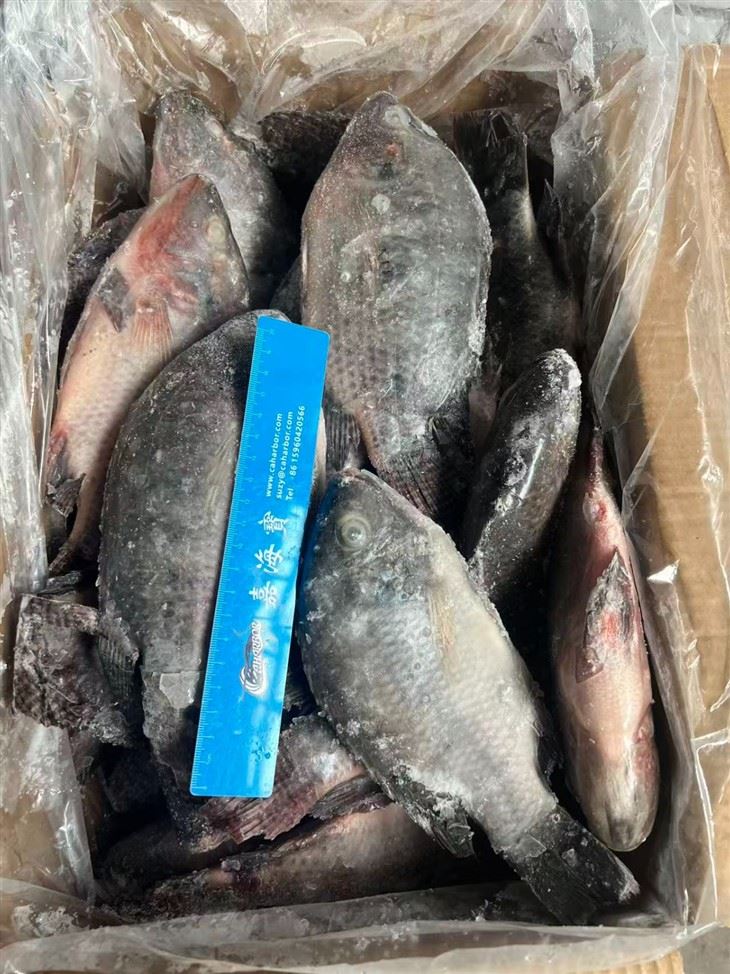 Frozen Oreochromis Niloticus Fish factory