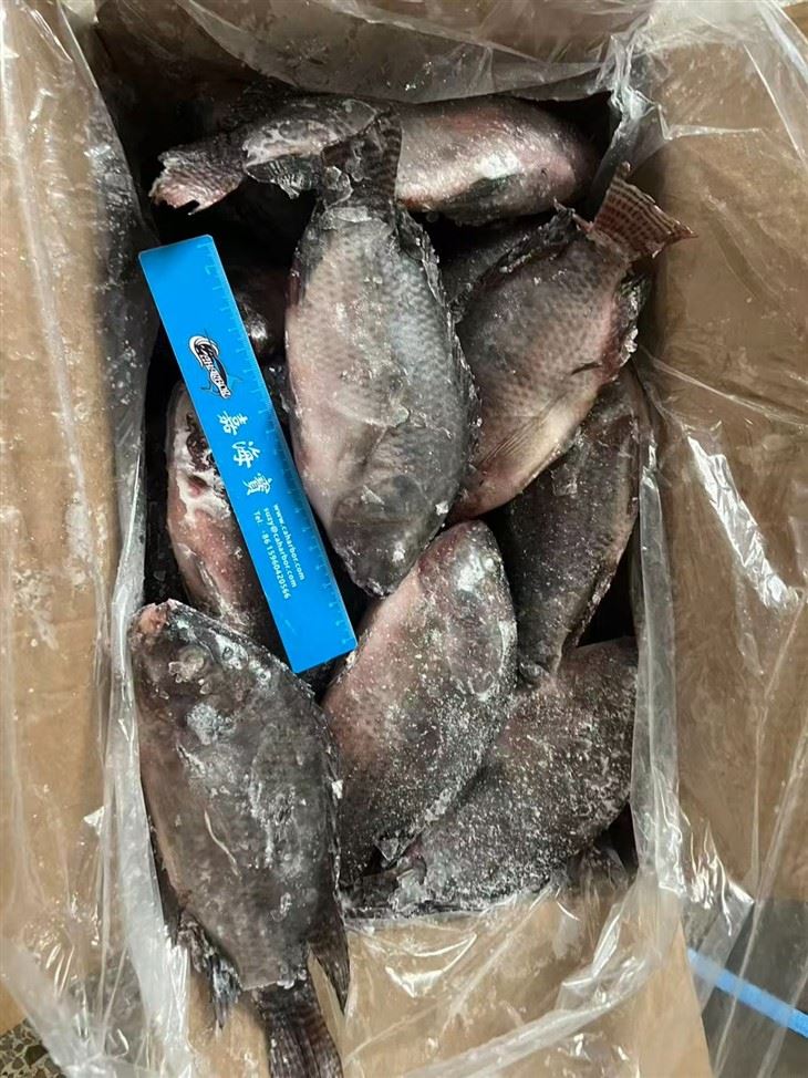 Frozen Oreochromis Niloticus Fish high quality
