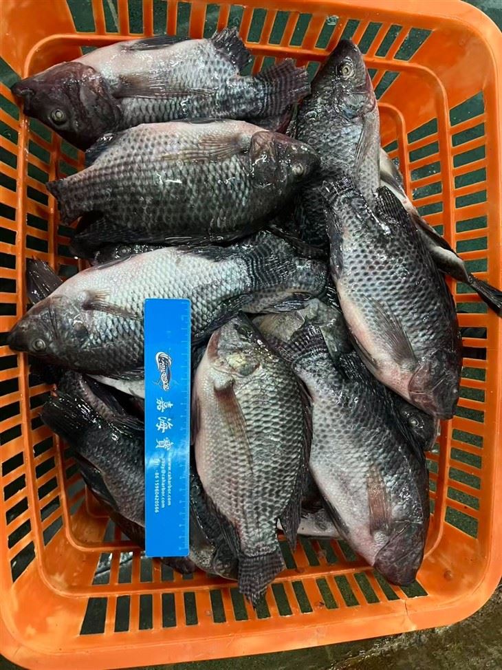 Frozen Oreochromis Niloticus Fish suppliers