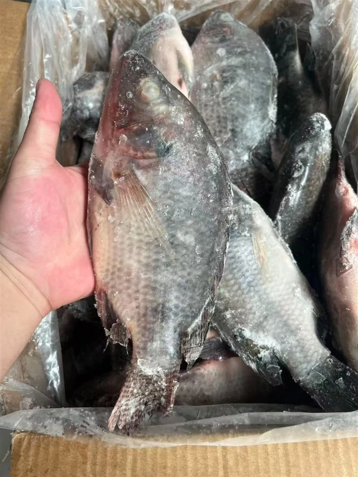 Frozen Oreochromis Niloticus Fish best