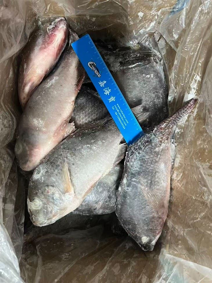 Frozen Oreochromis Spp Fish suppliers