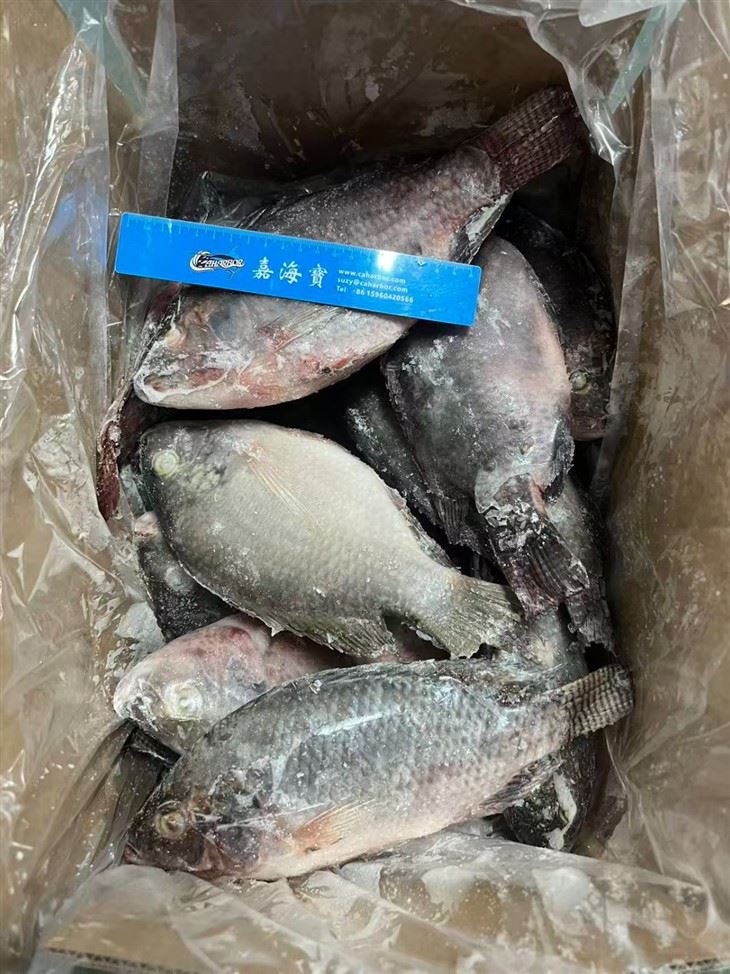 Frozen Oreochromis Spp Fish best