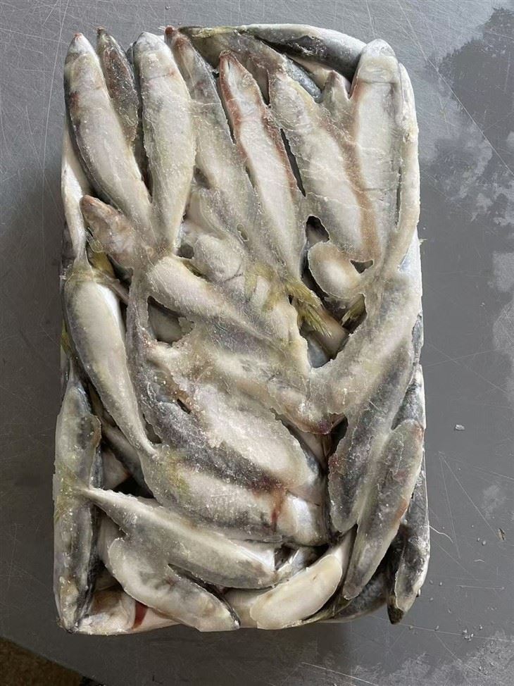 Frozen Pacific Mackerel For Use Canned