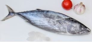 Frozen Sarda Sarda