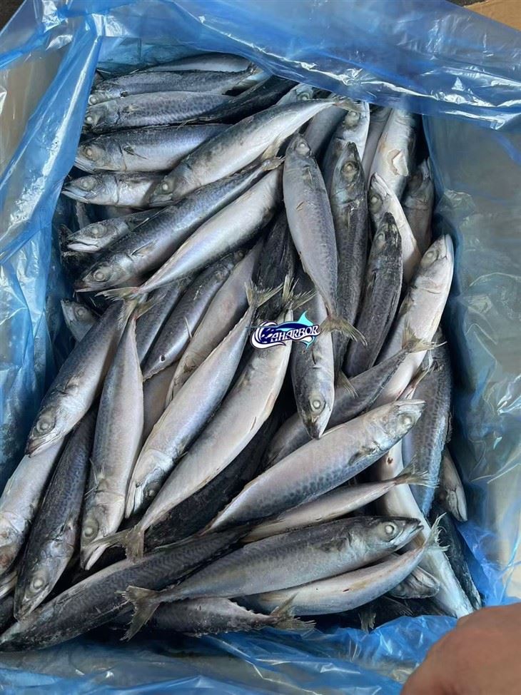 Frozen Scomber Japonicus Fish suppliers