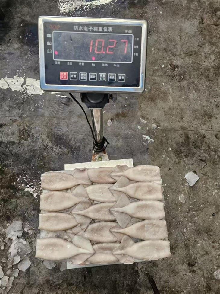 Frozen Squid Tube For Argentina Illex best