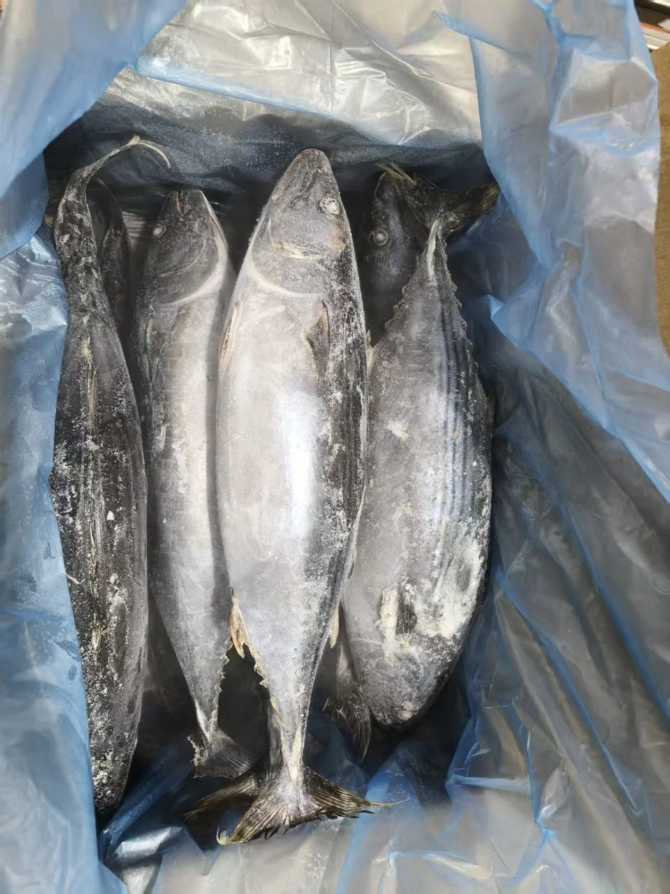 Frozen Striped Bonito Factory