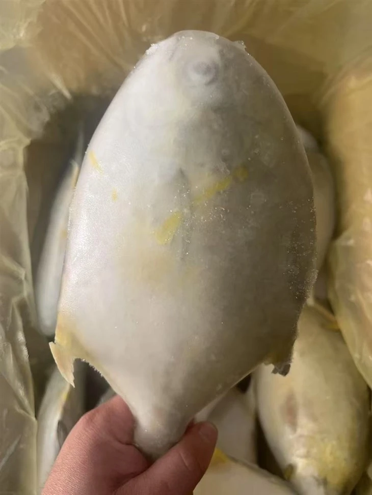 Frozen Trachinotus Blochii