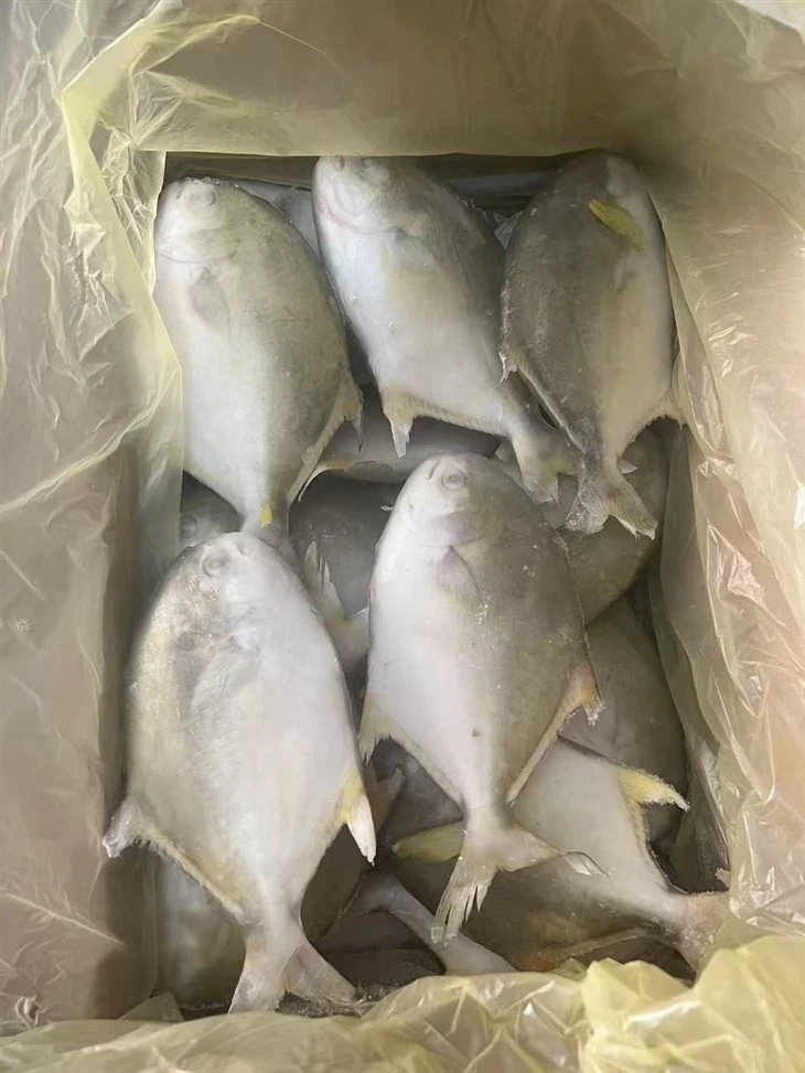 Frozen Trachinotus Blochii