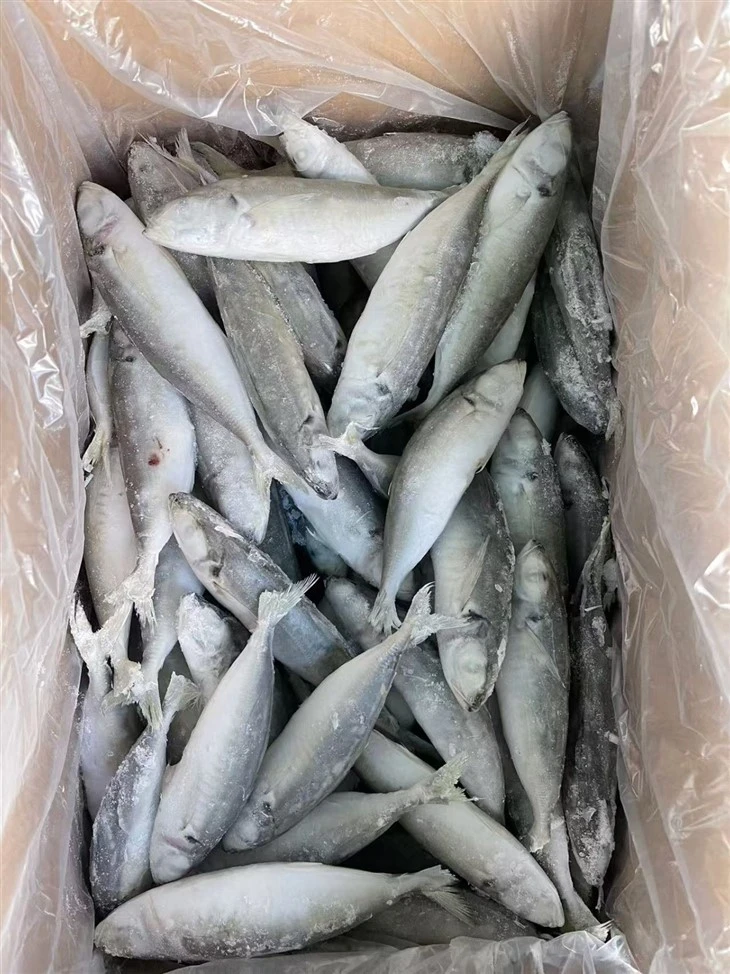 Frozen White Tipped Mackerel Scad factory