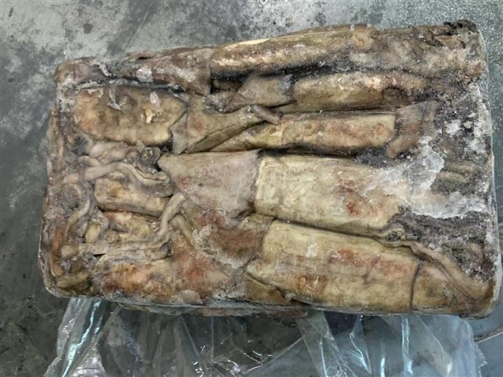 Frozen Whole Squid For BQF Black Squid
