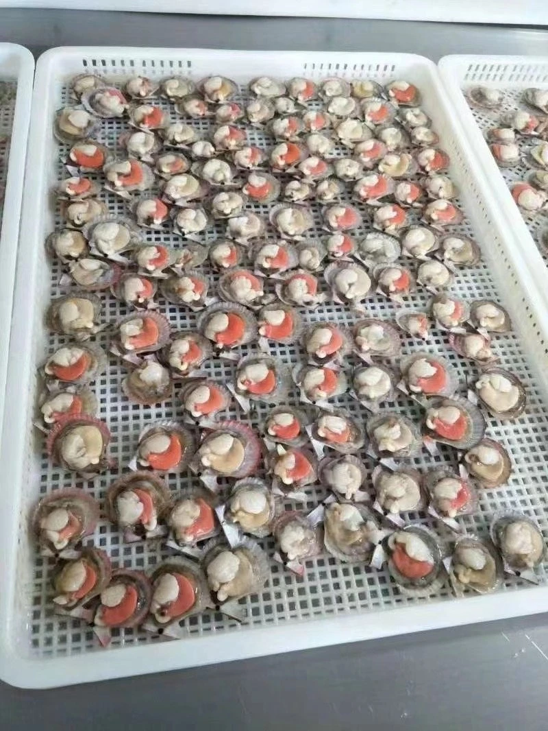 Half Shell Farreri Scallop