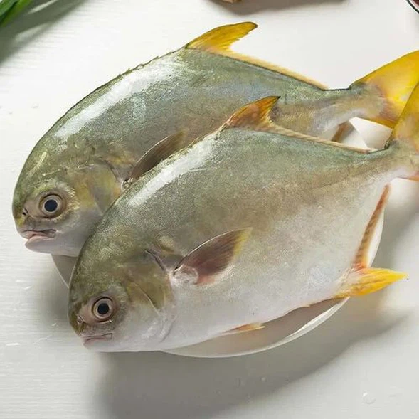 u3554212521394959952fm224app112fJPEG u3554212521394959952fm224app112fJPEG