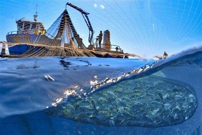 What is Quota Fishing?