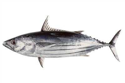Skipjack Tuna Knowledge
