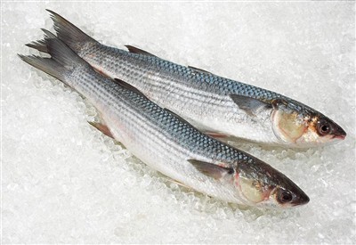 Exploring the Mullet: A Poet of the Ocean, a Delicious Dish