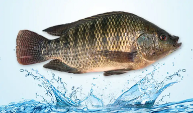 Tilapia is surprisingly the best choice for those on a weight-loss diet, with...