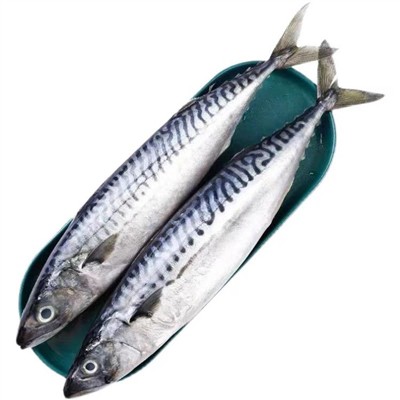 Norwegian Mackerel Supply Collapses While Prices Remain Stable: Quotas Halved Coupled With New UK Regulations Suggest A Potential Demand Decline in 2026