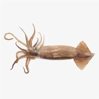 Peruvian Squid Prices Have Risen Again, And The Chinese Market Is Starting To...