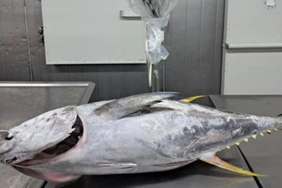 6858-frozen-gg-yellowfin-tuna-a528f051a85247ba9f097b26496a8576-520x520 6858-frozen-gg-yellowfin-tuna-a528f051a85247ba9f097b26496a8576-520x520