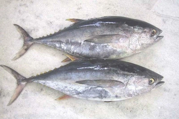 sell-frozen-yellowfin 1 sell-frozen-yellowfin 1