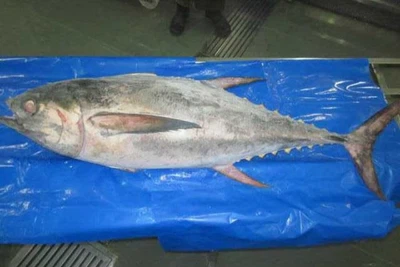 India-Frozen-Whole-Yellowfin-Tuna-221968 India-Frozen-Whole-Yellowfin-Tuna-221968