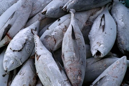 frozen-tuna-fish frozen-tuna-fish