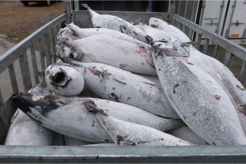 frozen-tuna-fish-1648792908-6266758 frozen-tuna-fish-1648792908-6266758